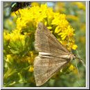 Hypena proboscidalis - Nesselschnabeleule 07.jpg